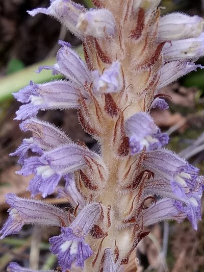 Orobanche schultzii, photographed by Karim Haddad