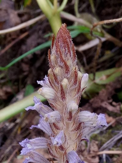 Orobanche schultzii, photographed by Karim Haddad