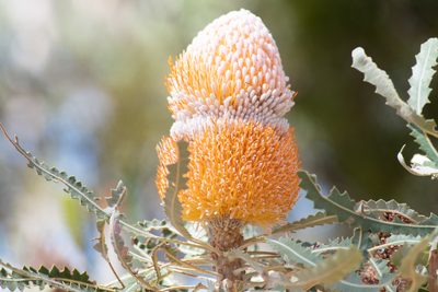 Banksia prionotes, photographed by Nash Turley