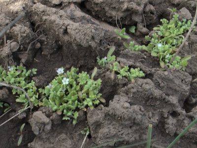 Nemophila pedunculata, photographed by Tom Wainwright