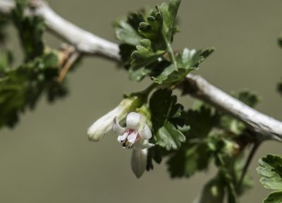 Ribes leptanthum, photographed by Craig Martin