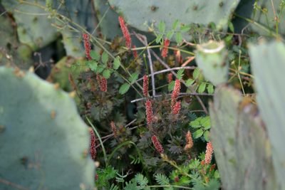 Acalypha radians, photographed by Wes Copas