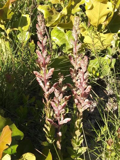 Schwalbea americana, photographed by Alpha Wolf