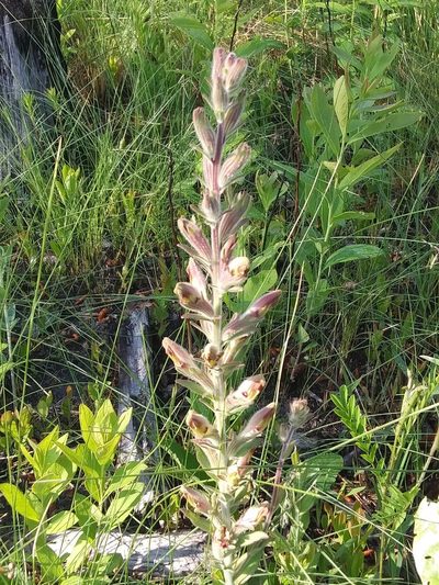 Schwalbea americana, photographed by Alpha Wolf