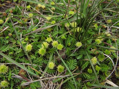 Leptinella scariosa, photographed by Nicolás Lavandero