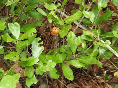 Quercus chapmanii, photographed by Andy