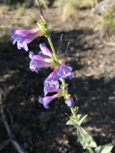 Penstemon pachyphyllus, photographed by brettaugust