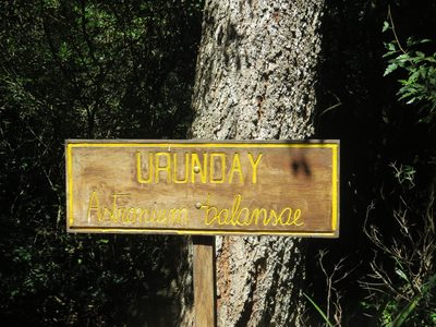 Myracrodruon balansae, photographed by Leonel Roget