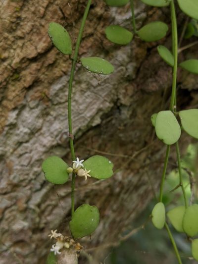 Dischidia formosana, photographed by Cheng-Te Hsu