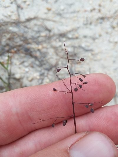 Dichanthelium filiramum, photographed by Will McFarland