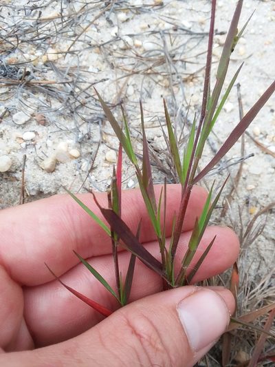 Dichanthelium filiramum, photographed by Will McFarland