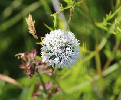 Marshallia obovata, photographed by Ashwin Srinivasan