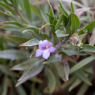 Eremophila freelingii, photographed by Kym Nicolson