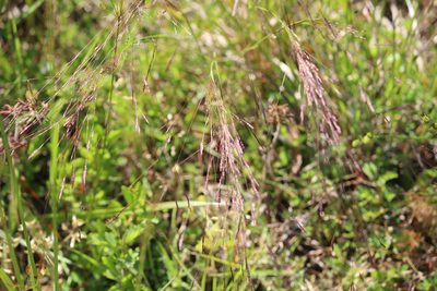 Agrostis hyemalis, photographed by Ashwin Srinivasan