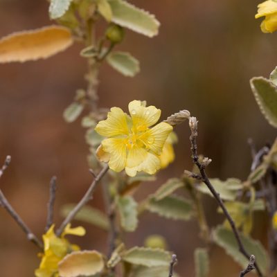 Sida petrophila, photographed by Kym Nicolson