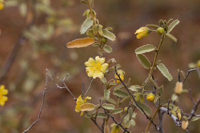 Sida petrophila, photographed by Kym Nicolson
