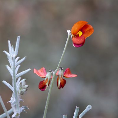 Swainsona stipularis, photographed by Kym Nicolson