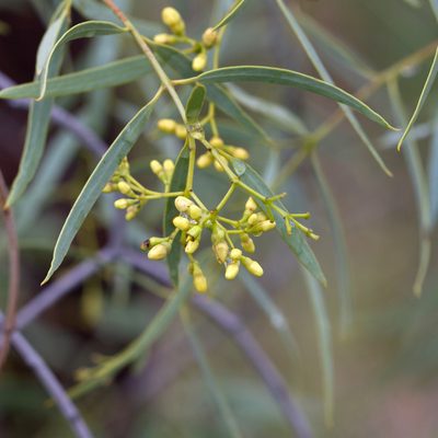 Santalum lanceolatum, photographed by Kym Nicolson