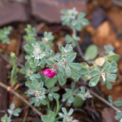 Lotus cruentus, photographed by Kym Nicolson