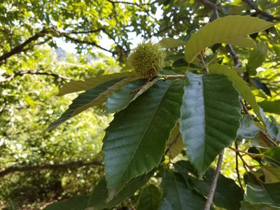 Castanea mollissima, photographed by Nash Turley
