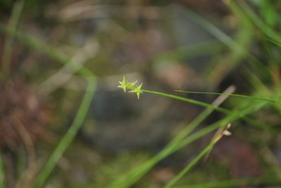 Carex radiata, photographed by Ashwin Srinivasan