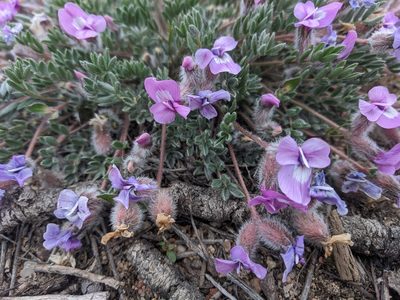 Oxytropis multiceps, photographed by Alaina Krakowiak