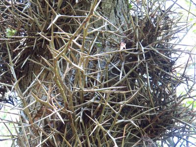 Gleditsia amorphoides, photographed by Leonel Roget
