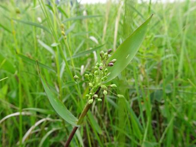 Dichanthelium scribnerianum, photographed by Thomas Koffel