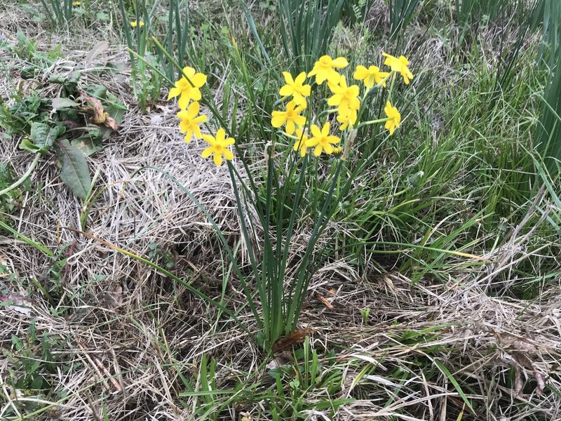 Narcissus jonquilla, photographed by Brian Finzel
