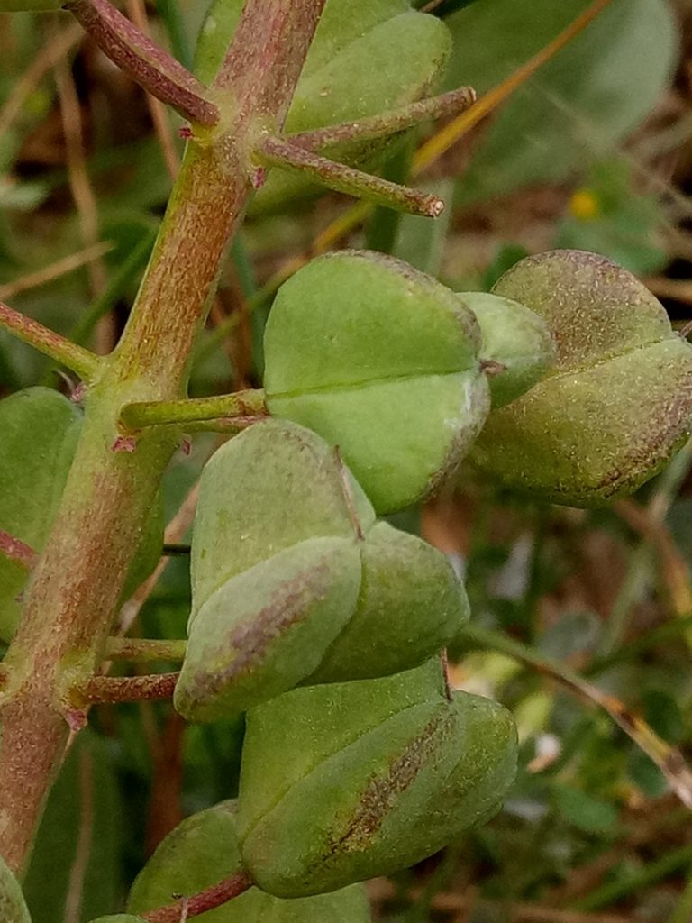 Bellevalia mauritanica, photographed by Karim Haddad