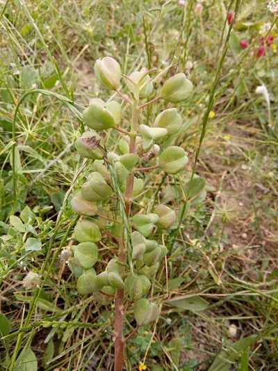 Bellevalia mauritanica, photographed by Karim Haddad