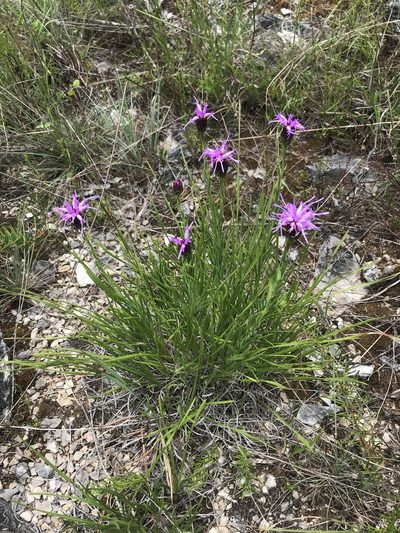 Liatris oligocephala, photographed by Brian Finzel