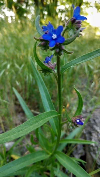 Anchusa gmelinii, photographed by Влад