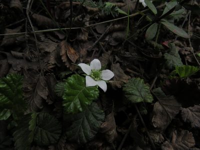 Rubus geoides, photographed by Nicolás Lavandero