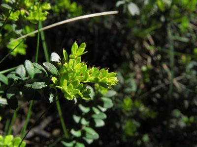 Maytenus disticha, photographed by Nicolás Lavandero