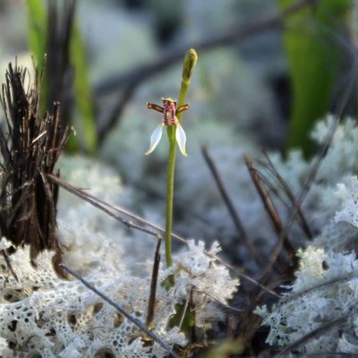 Eriochilus pulchellus, photographed by Em Lamond