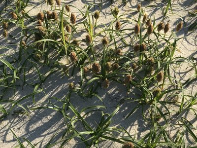 Carex kobomugi, photographed by gwt2102