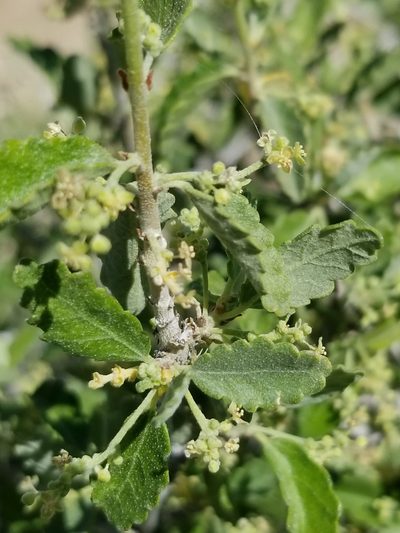 Bernardia incana, photographed by Rod