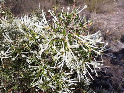 Styphelia tenuiflora, photographed by T. Hammer
