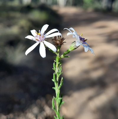 Olearia paucidentata, photographed by T. Hammer
