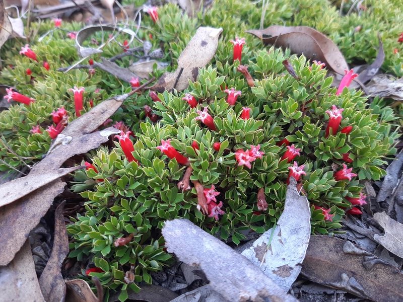 Styphelia compacta, photographed by T. Hammer