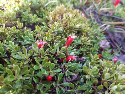 Styphelia compacta, photographed by T. Hammer