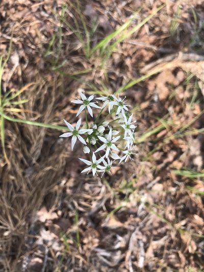 Allium cuthbertii, photographed by Brian Finzel