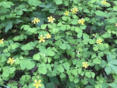 Oxalis grandis, photographed by Brian Finzel