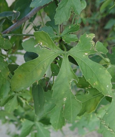 Blastania cerasiformis, photographed by Robert Taylor