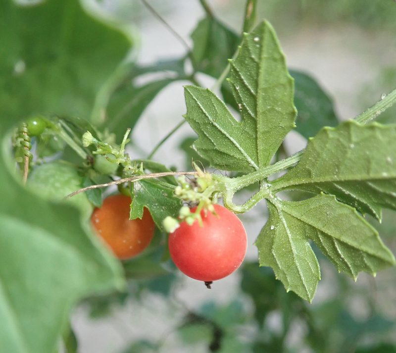 Blastania cerasiformis, photographed by Robert Taylor
