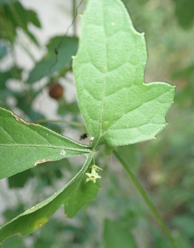 Blastania cerasiformis, photographed by Robert Taylor