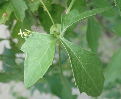 Blastania cerasiformis, photographed by Robert Taylor