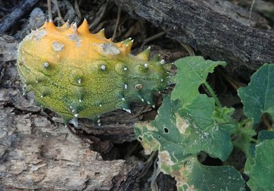 Cucumis metuliferus, photographed by Robert Taylor