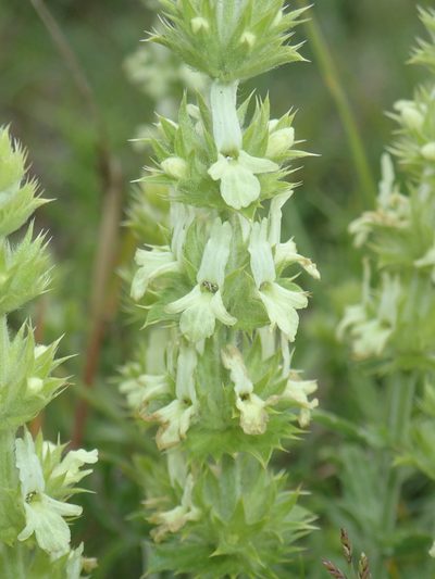 Sideritis fruticulosa, photographed by Julien Renoult